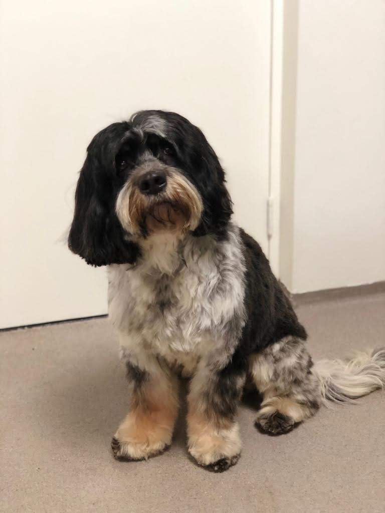 Getrimde hond bij Lynn's Trimsalon